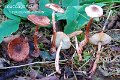 Leucoagaricus croceovelutinus-amf2061